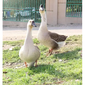 تصویر 1 دامداری برادران کمالی