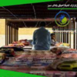 تصویر 1 کمپ احیای زندگی سبز