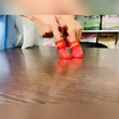 تصویر 4 پت شاپ آنلاین اورنگ پت