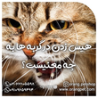 تصویر 7 پت شاپ آنلاین اورنگ پت