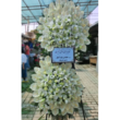 تصویر 16 گلفروشی مسیحا