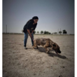 تصویر 2 مربی تربیت سگ طلا راستی 