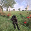 تصویر 3 مربی تربیت سگ طلا راستی 