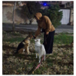 تصویر 4 مربی تربیت سگ طلا راستی 