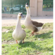 تصویر 1 دامداری برادران کمالی