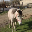 تصویر 2 دامداری برادران کمالی