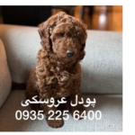 پت مشاور