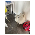 خدمات دامپزشکی در محل آدلین پت