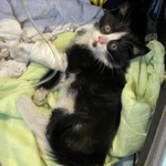 خدمات دامپزشکی در محل آدلین پت