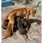 خدمات دامپزشکی در محل آدلین پت