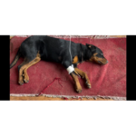 خدمات دامپزشکی در محل آدلین پت