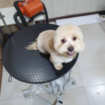 کلینیک دامپزشکی نیل پت