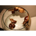 مطب سوزنی دکتر کاووسی