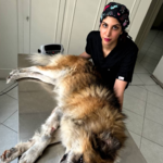 دامپزشکی آینده