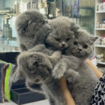 کلینیک دامپزشکی دکتر حامد قنبری