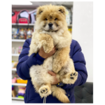 کلینیک دامپزشکی دکتر حامد قنبری