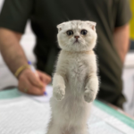 کلینیک دامپزشکی دکتر حامد قنبری