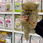 کلینیک دامپزشکی دکتر حامد قنبری