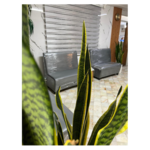 خانه سالمندان آنوشا