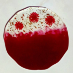 فروشگاه اینترنتی محصولات رزینی