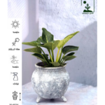 گلخانه آمازون تولید و پخش گیاهان آپارتمانی