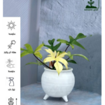 گلخانه آمازون تولید و پخش گیاهان آپارتمانی