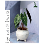 گلخانه آمازون تولید و پخش گیاهان آپارتمانی