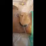 درمانگر زخم دانیال مدبری