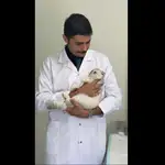 خدمات دامپزشک در منزل دکتر فربود والیانی