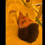 مرکز تخصصی فیشال شهره