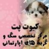 خرید و فروش سگ کیوت پت