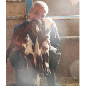 دامداری برادران کمالی